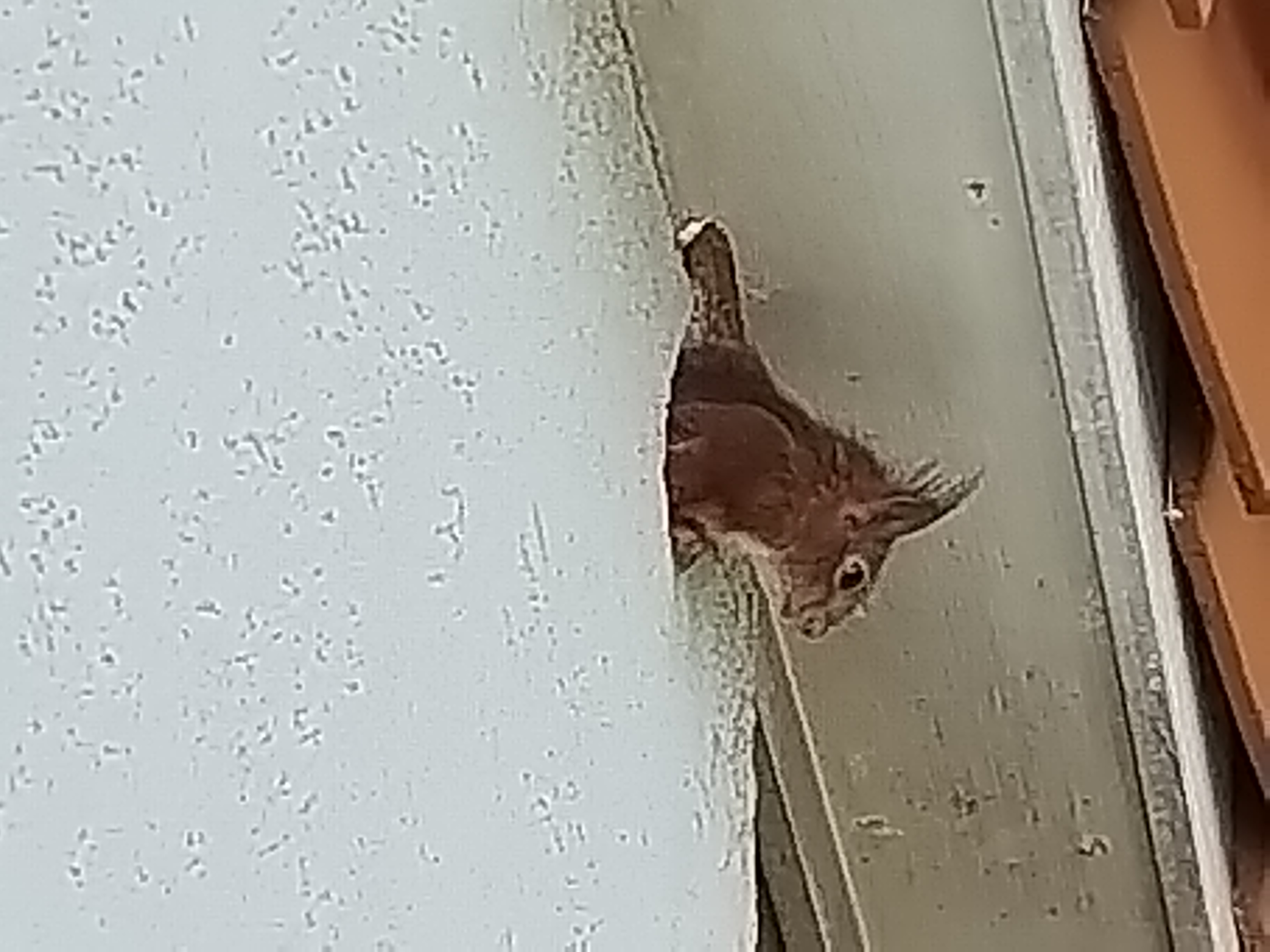 Eichhörnchen schaut aus Fassade