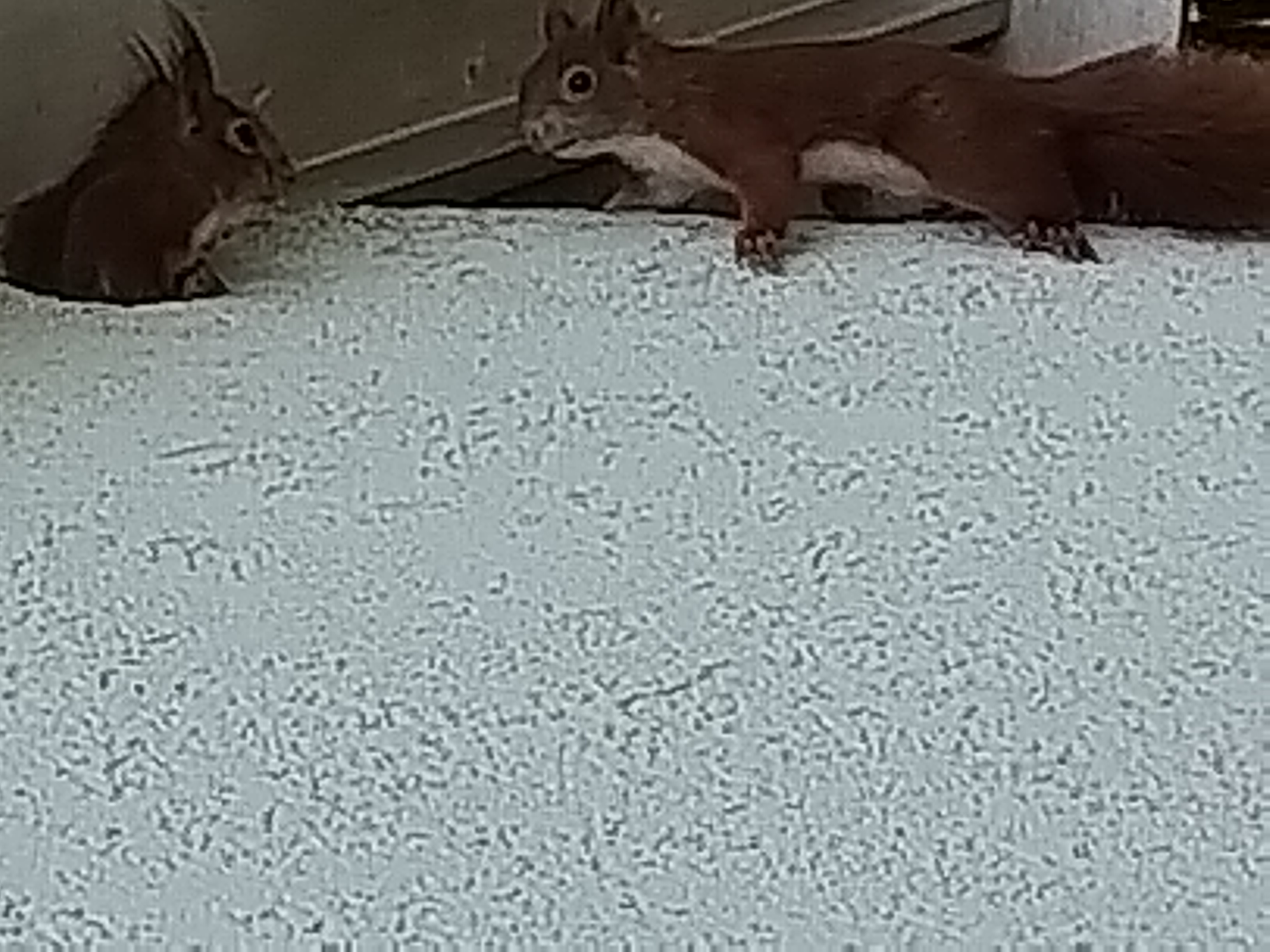 Zwei Eichhörnchen an Fassade
