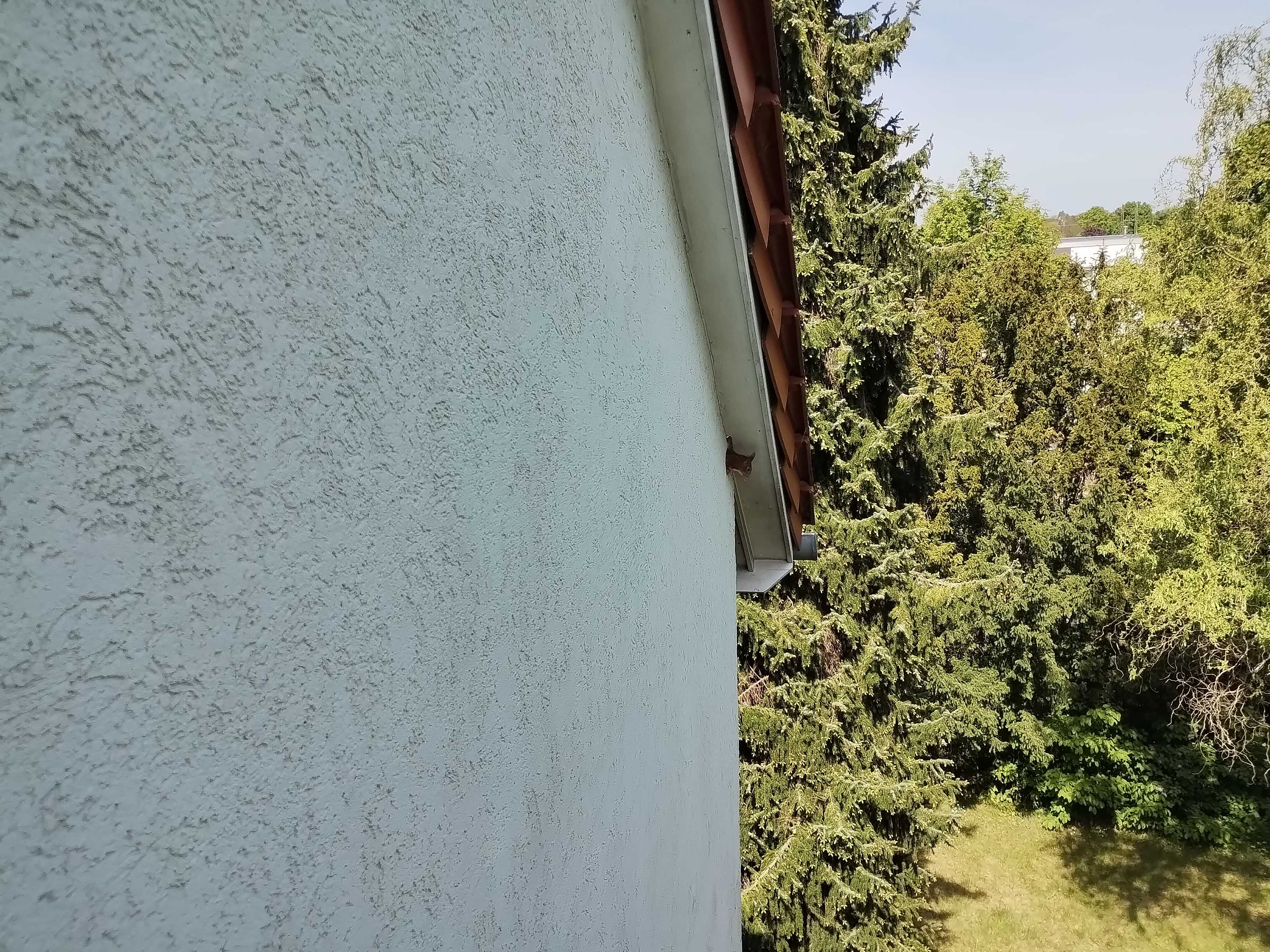Eichhörnchen in Fassade