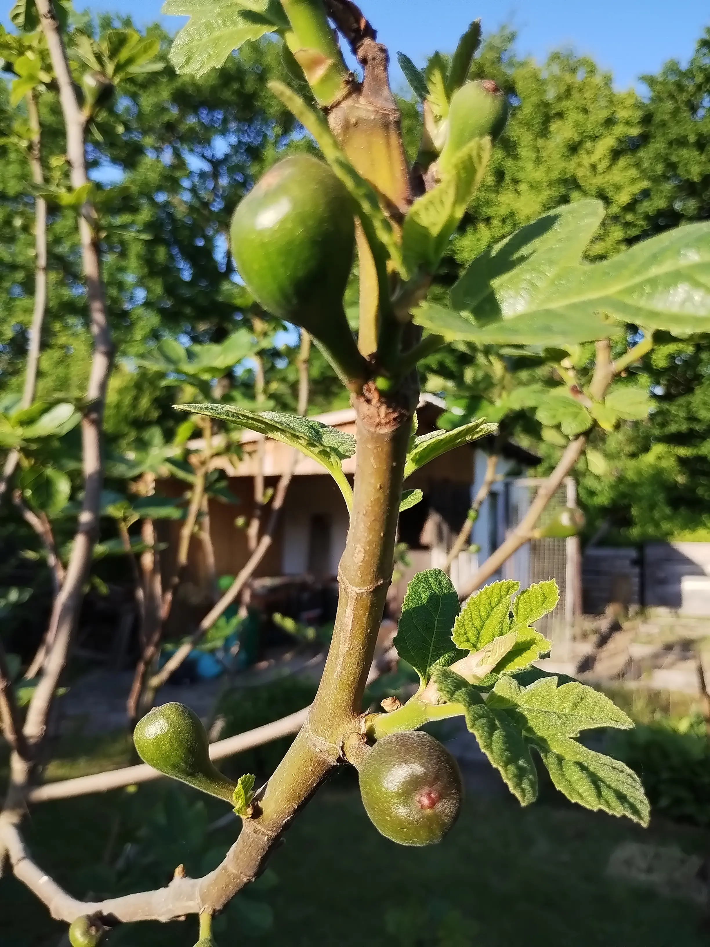 Zweig eines Feigenbaums mit heranreifenden Früchten in der Abendsonne