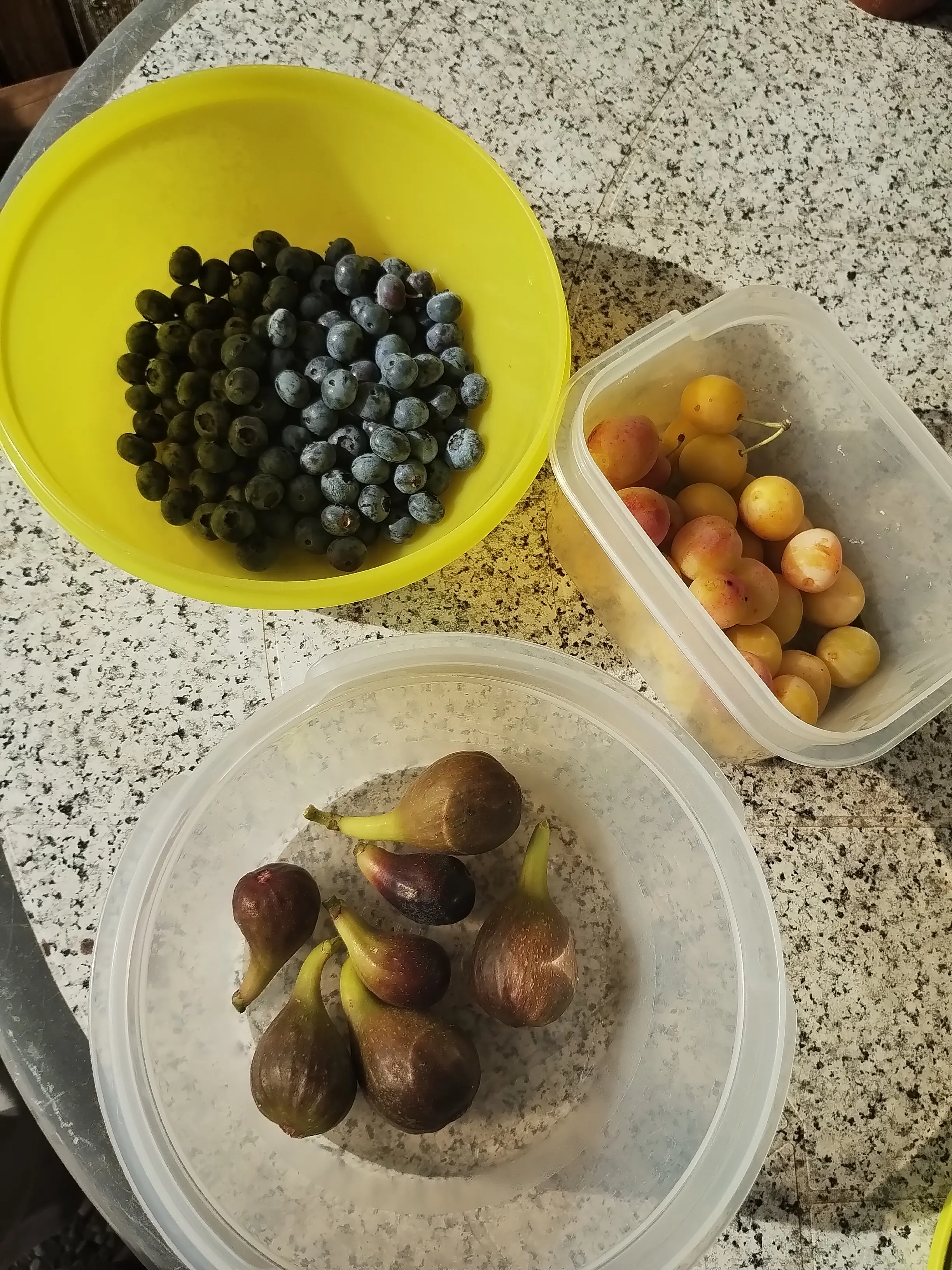 Frische Obstschalen mit blauen Beeren, gelben Mirabellen und Feigen auf dem Tisch