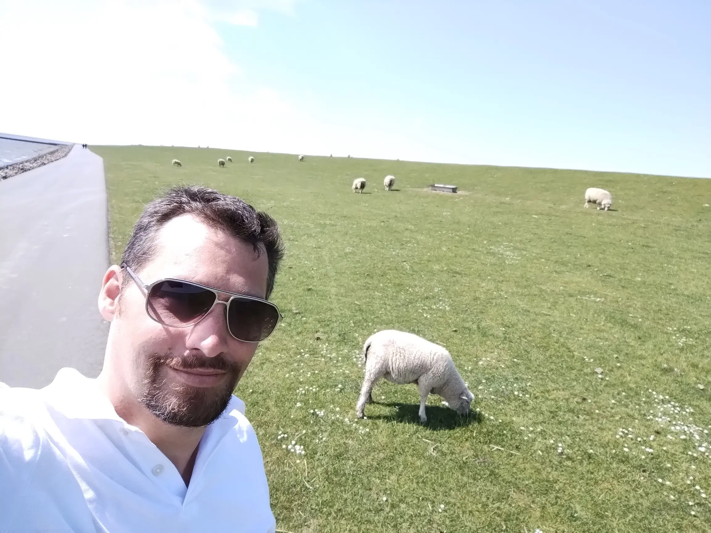 Marco Müller mit Sonnenbrille im Grünen, Schafe auf einer Weide im Hintergrund